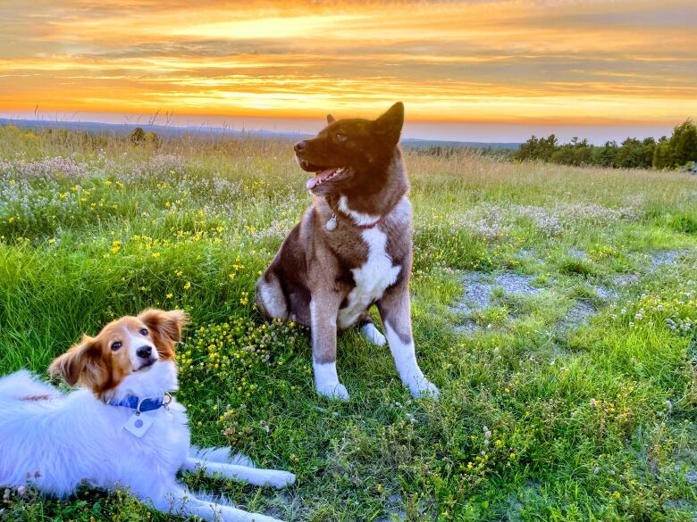 Two dogs sitting in a grassy field with mountains in the background 