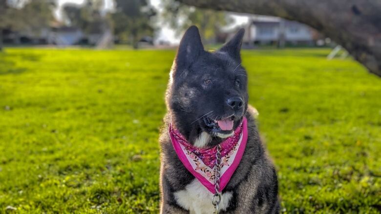 A dog with a pink kerchief around her neck 