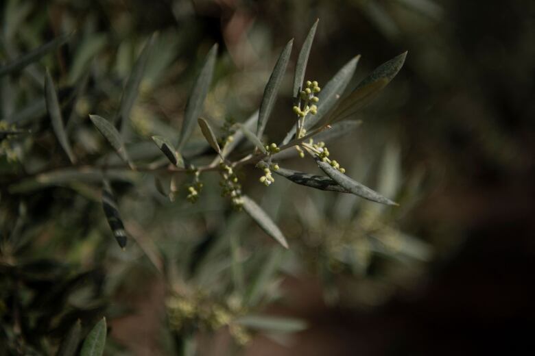 An olive branch in a grove outside the Andalusian village of Alcala la Real near Jaen.