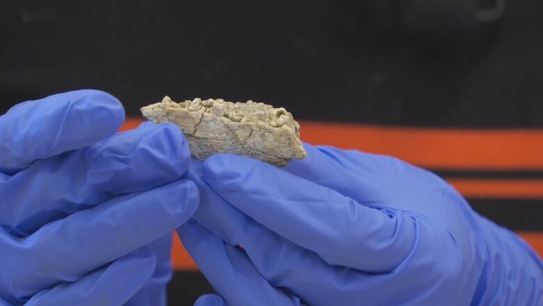 Scientist holding a small fossils in her gloved hands. The fossil is grey, with tiny cracks in it. The fossil if a part of a jaw. Teeth are broken. 