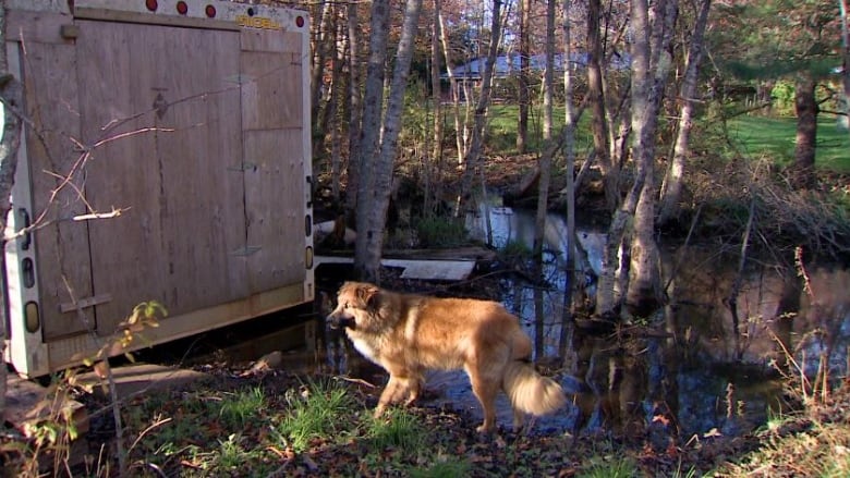 A golden and black dog walks through dark pools of water amongst trees, with a large wooden unit sitting to the left