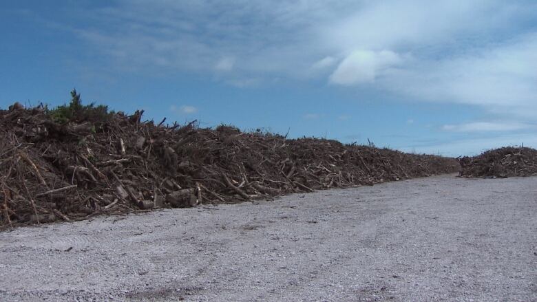 A massive pile of trees that fell during Fiona. 