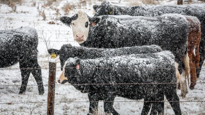 Cows covered in snow are pictured.