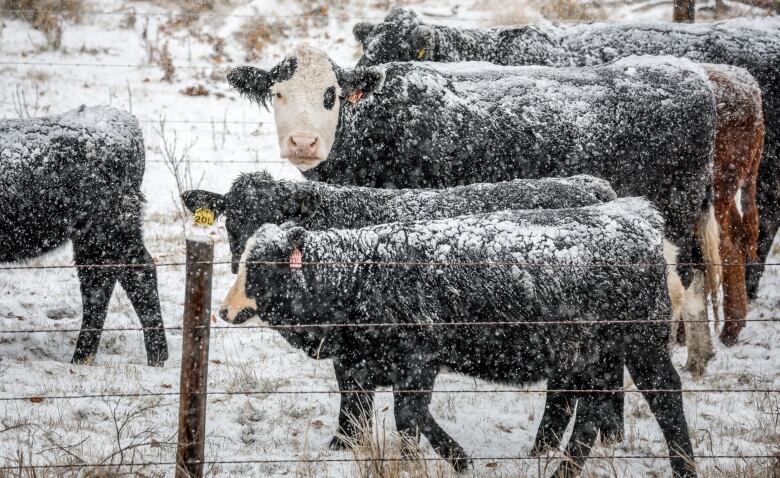 Cows covered in snow are pictured.