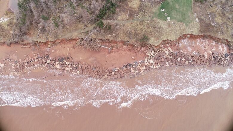 A shoreline with erosion and downed trees 