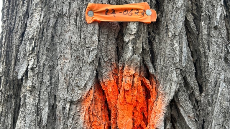 A strip of orange flagging tape and an orange dot are pictured on the bark of an elm tree which has Dutch elm disease.