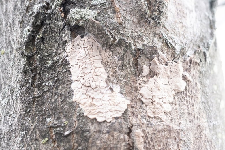 A blotchy looking patch on tree bark. 