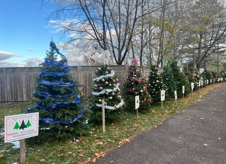 A row of Christmas trees along a driveway