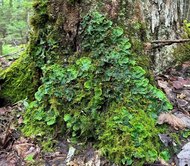 Lichen and moss on a tree.