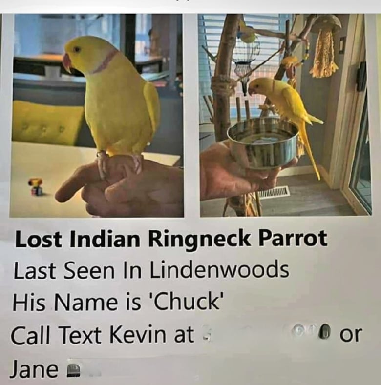 Flyer shows photos of yellow bird and contact information for Jane and Kevin Porte.