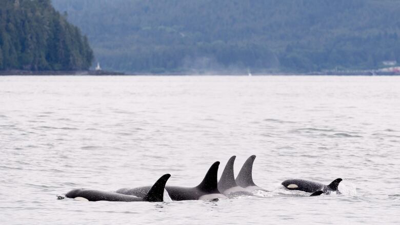 A group of killer whales swim past islands.