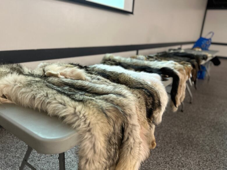 A lineup of fur pelts 