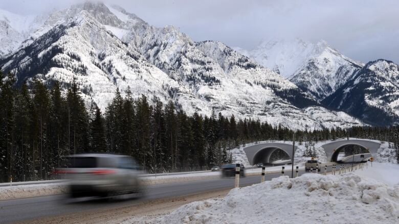 A wildlife overpass constructed in Banff National Park, near Lake Louise, helps animals cross safely while drivers are also protected from collisions 