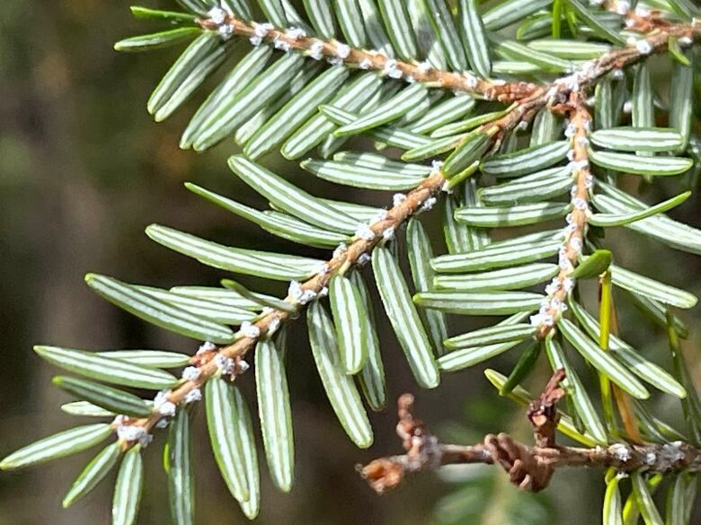 Branches show a white substance.