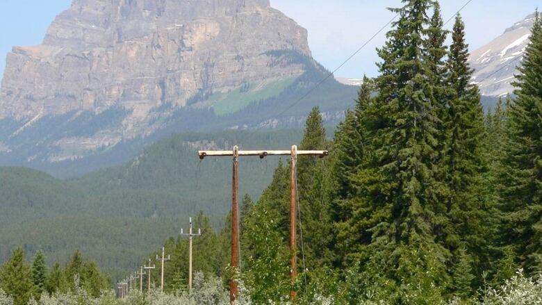 A power line cuts through a forest with a mountain in the background.