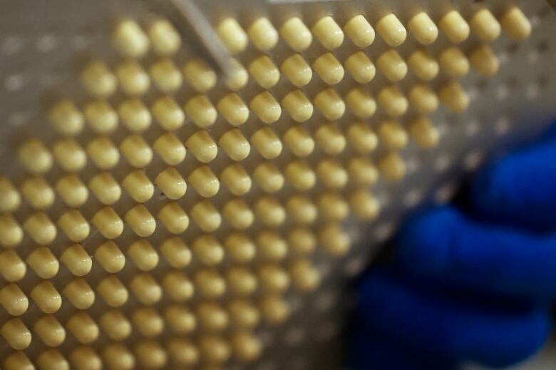 Dozens of yellow capsules, neatly arranged in a pill holder.