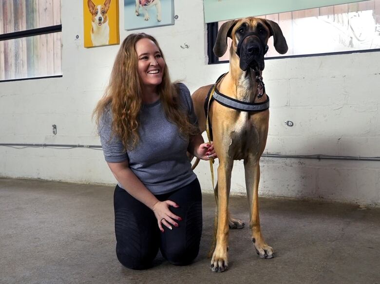 A woman kneels down next to a great dane wearing a service dog vest. 