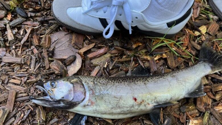 A dead salmon lying beside a trainer