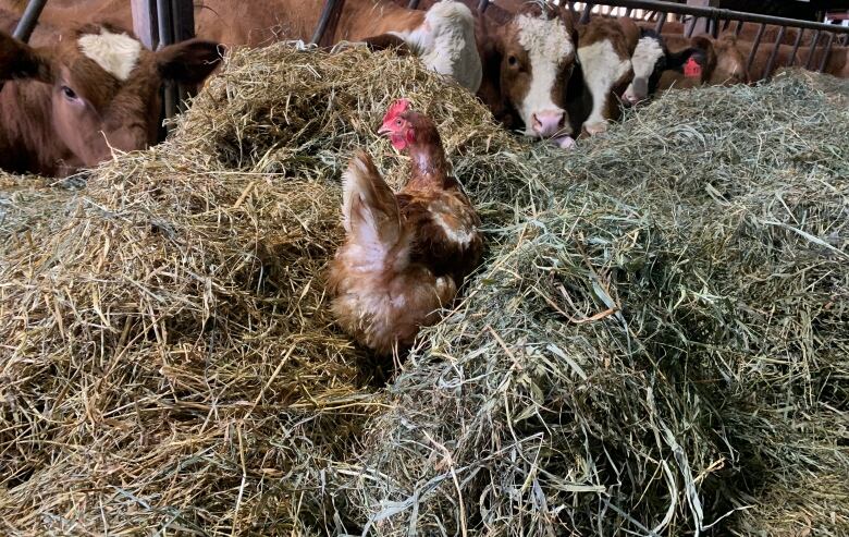 A chicken walks inside a cow barn with cows in the background eating hay.