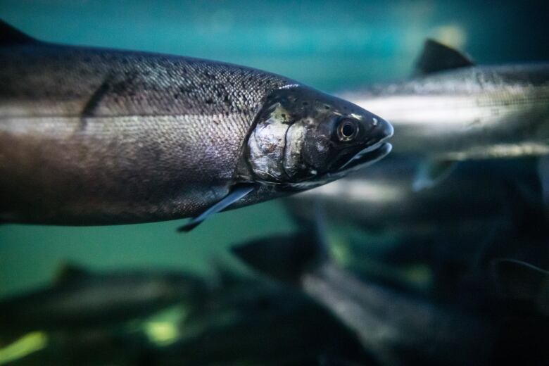 A silver coho salmon is pictured underwater. 