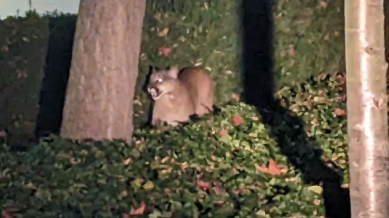 A cougar crouches among shrubs in front of a one-story grey concrete building.