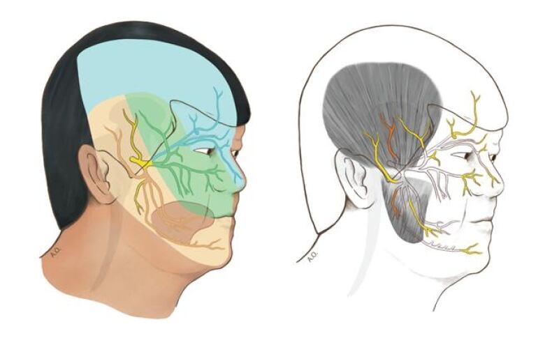 A human anatomy illustration