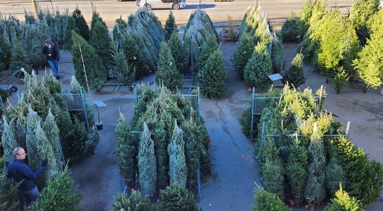 The Plantation Garden Centre lot in November 2022 filled with a wide selection of Christmas trees. 