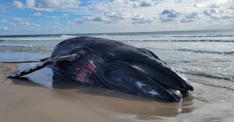 whale on the beach