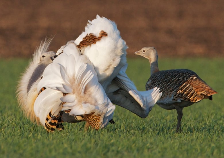 One bird with relatively drab plumage inspects the genital area of the male bird that's fluffed its more decorative feathers out of the way to give her a good look.