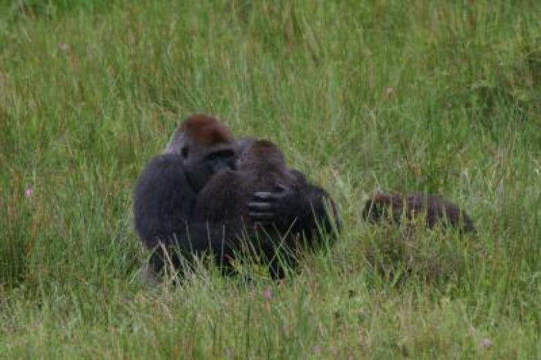 Two gorillas are embracing face-to-face as they copulate in a field of grass. 