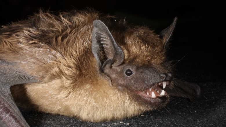 A fuzzy brown bat with sharp teeth looks towards the camera.