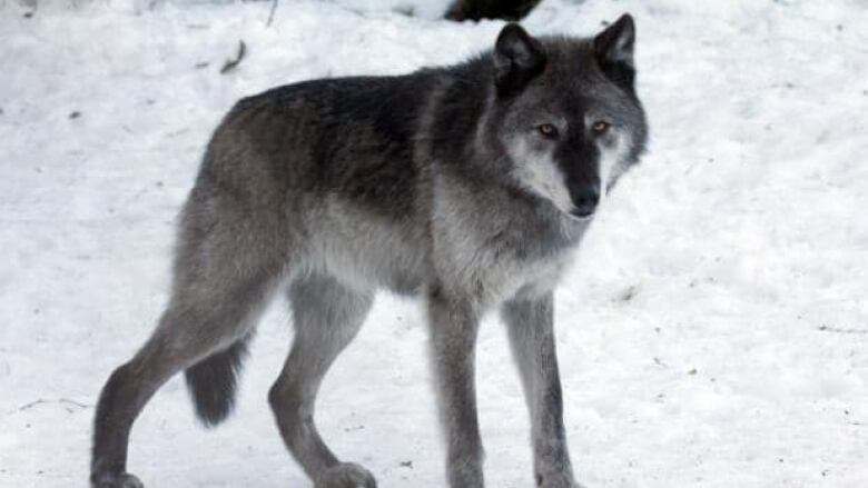 Picture of wolf in snow.