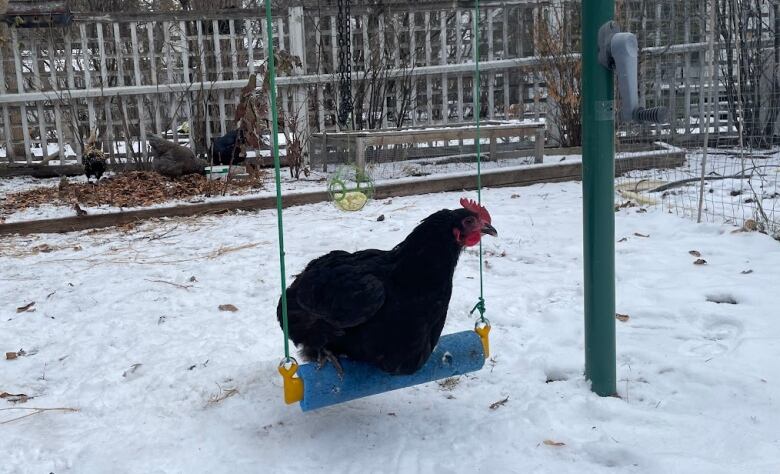 A black chicken sits on a small swing made out of a pool noodle in a snow-covered backyard.