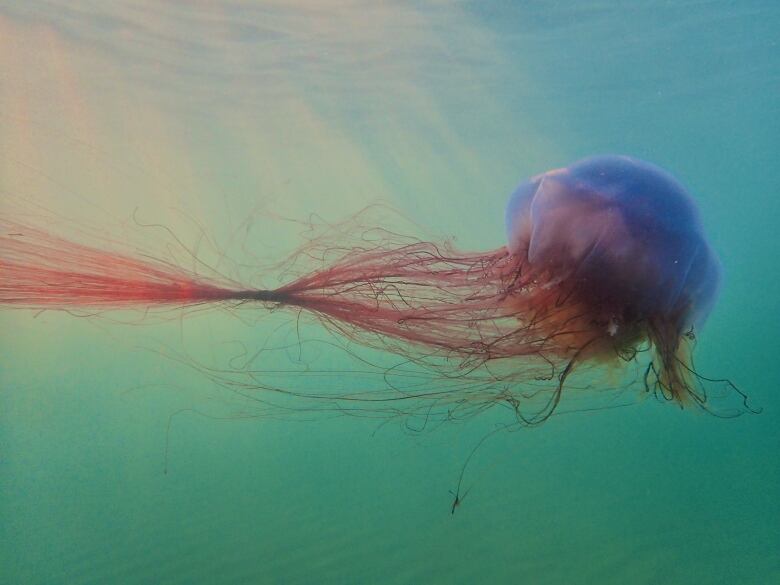 A large purple jellyfish with long tentacles swims in an open blue ocean.