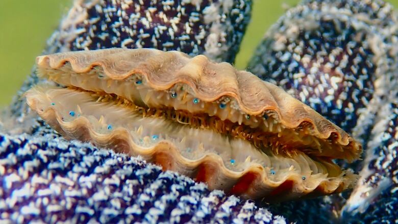 An Atlantic Bay Scallop being held in a divers' mit.