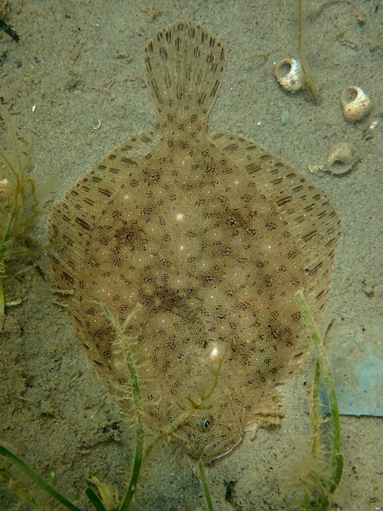 A large flatfish on a sandy oceanfloor.