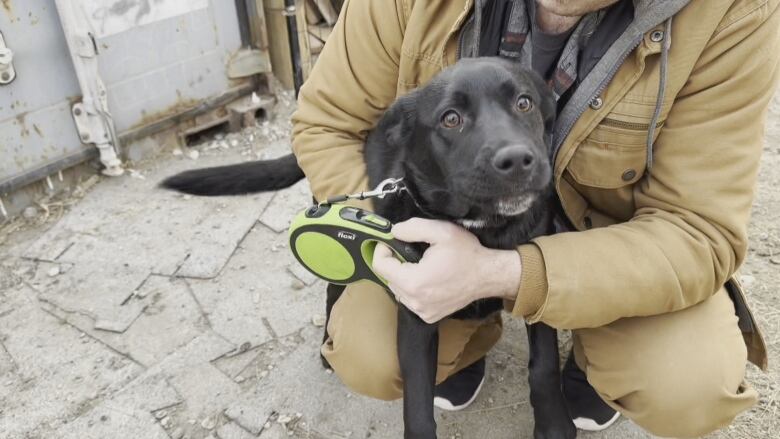 Pickles, a lab-mix puppy, was found hungry, roaming Siksika Nation with a pack of stray dogs. 