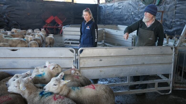 A man and woman stand amid sheep in an indoor pen.