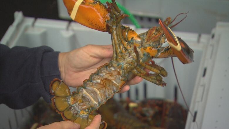 A live lobster held in hands over a container filled with other lobster.