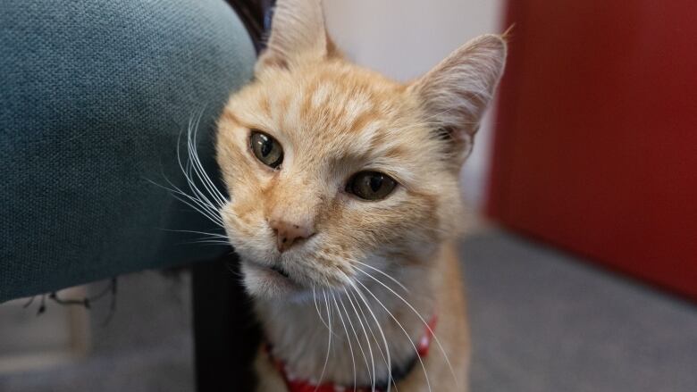 An orange tabby cat wears a red neck tie with polkadots.