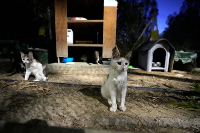 Two white cats sit in a shaded street.