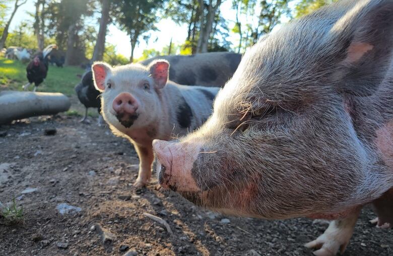 Pigs are seen outdoors.