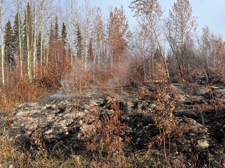 Smouldering ground is seen in a parched forest, with soot on the soil.