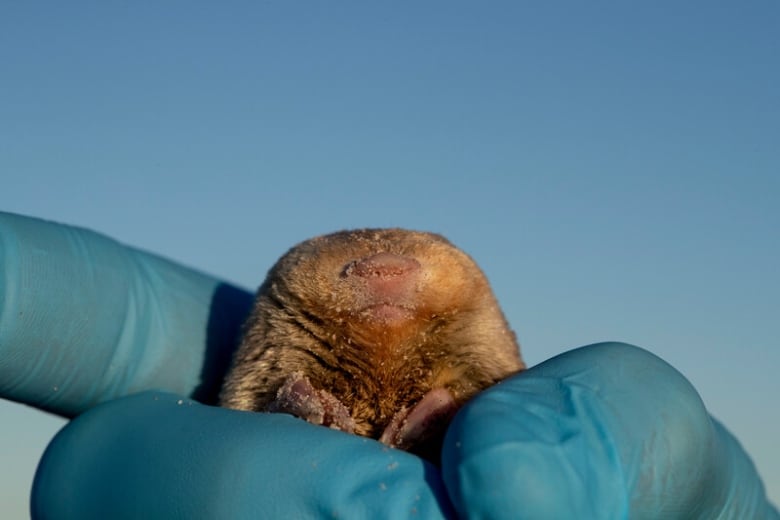 A hand with blue protective gloves holds up a tiny, flat-nosed, golden-furred creature between its thumb and middle finger. 