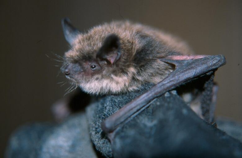 A bat sits with wings folded and a grouchy facial expression.