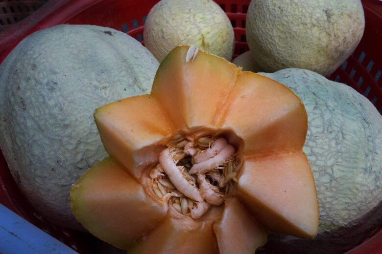 Cantaloupes are seen for sale at a local Farmers Market in Annandale, Virginia.