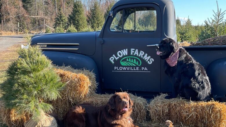 Two dogs pose in front of an old Ford truck. 