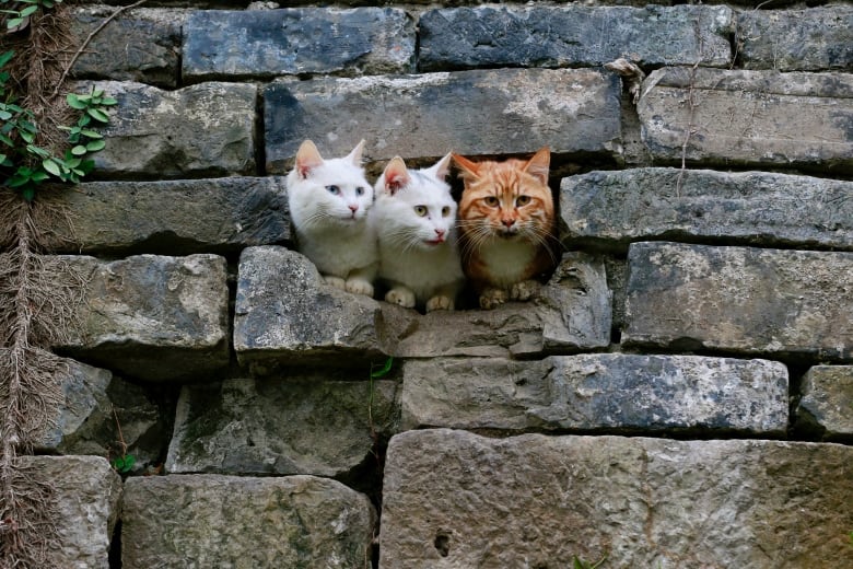 Three cats poke their heads through a hole in a stone wall.