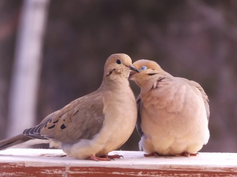 two white and grey doves snuggling