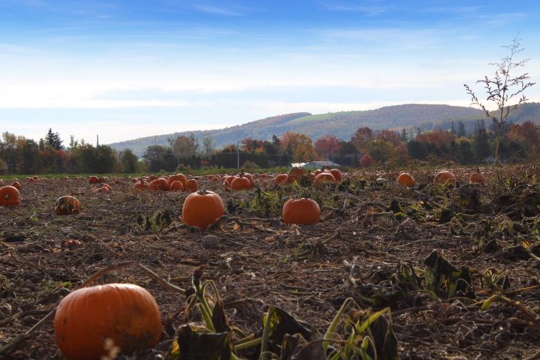 Pumpkins in a field